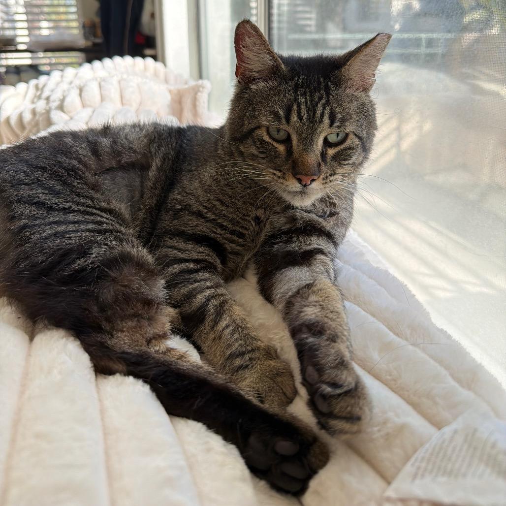 Enlarge WormTail, a Adoptable Domestic Short Hair in Costa Mesa, CA image 2/4