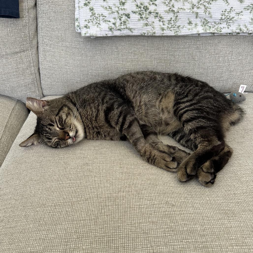 Enlarge WormTail, a Adoptable Domestic Short Hair in Costa Mesa, CA image 3/4