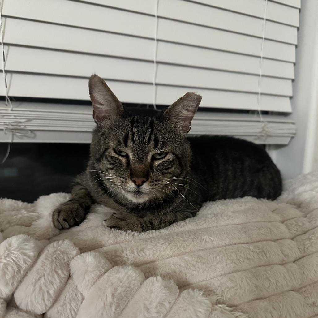 Enlarge WormTail, a Adoptable Domestic Short Hair in Costa Mesa, CA image 4/4