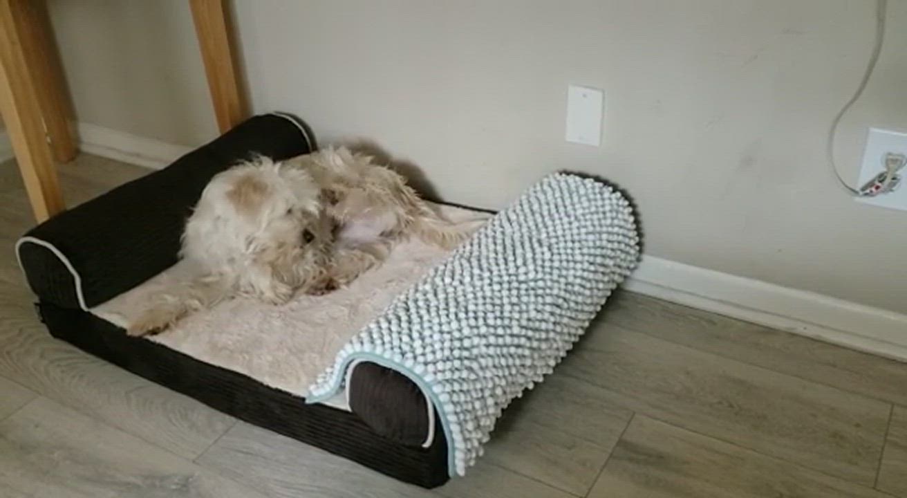 Enlarge Coco, a Adopted mixed breed in Worcester, MA video 6/11