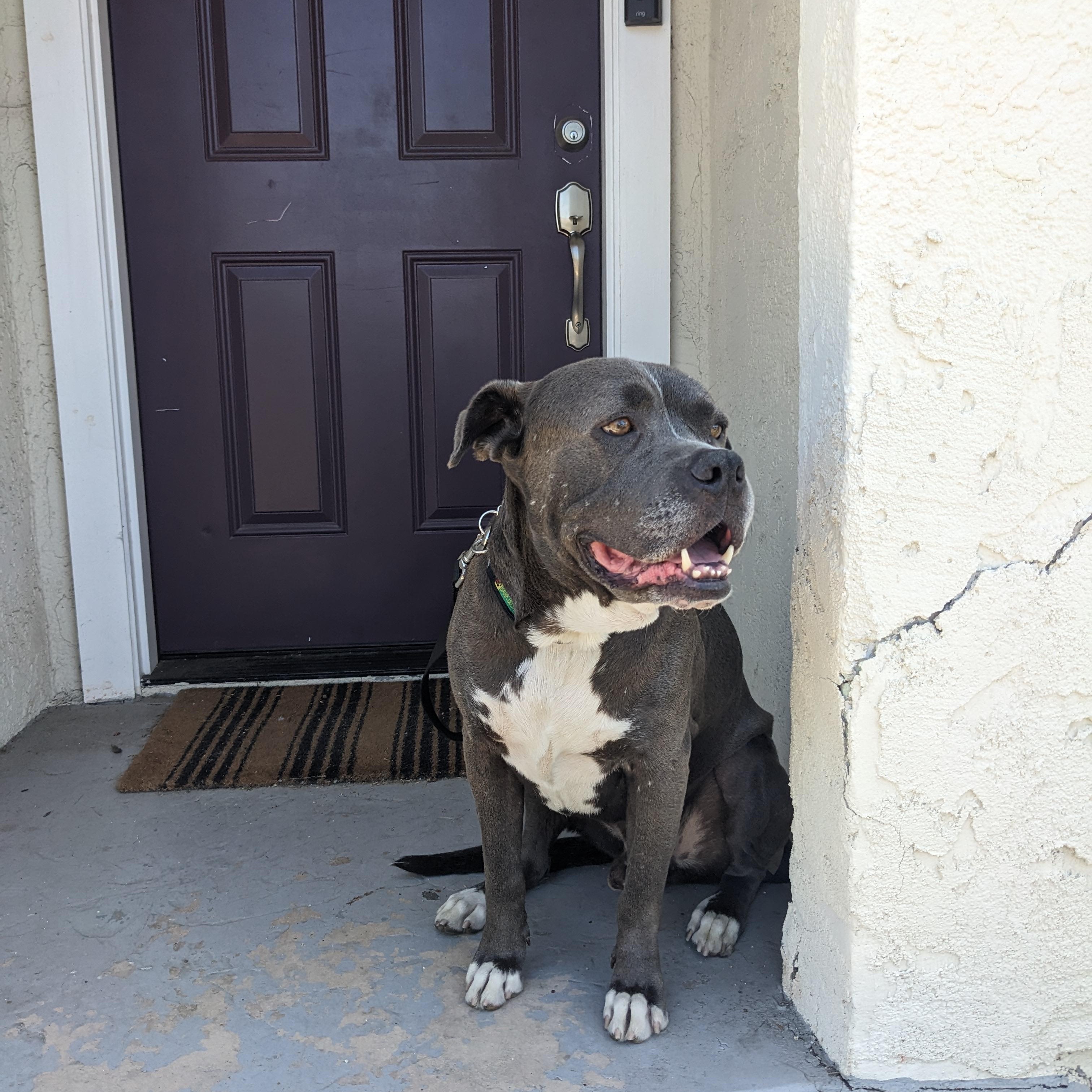 Enlarge Tyson, a Adoptable mixed breed in San Diego, CA image 6/6