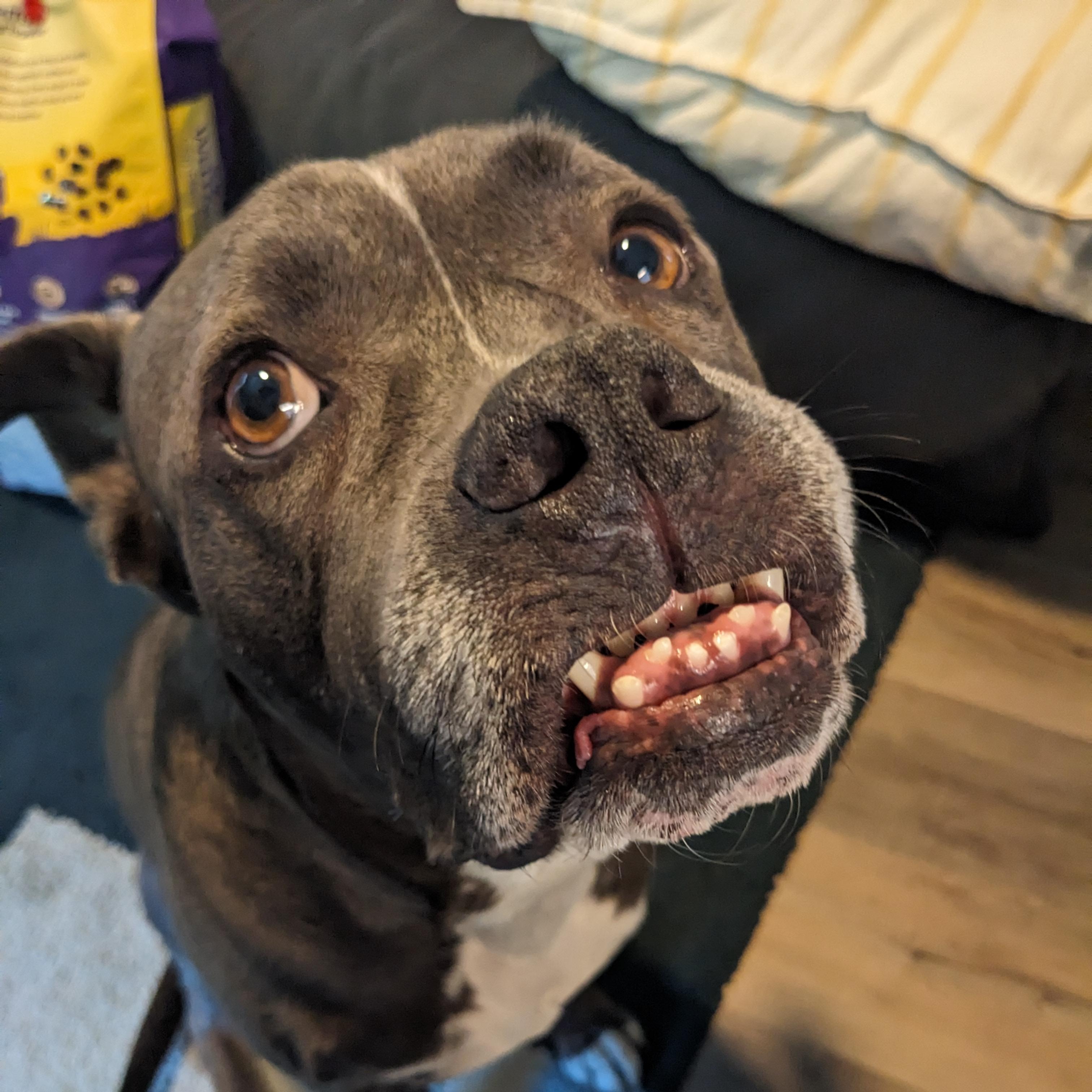 Enlarge Tyson, a Adoptable mixed breed in San Diego, CA image 3/6