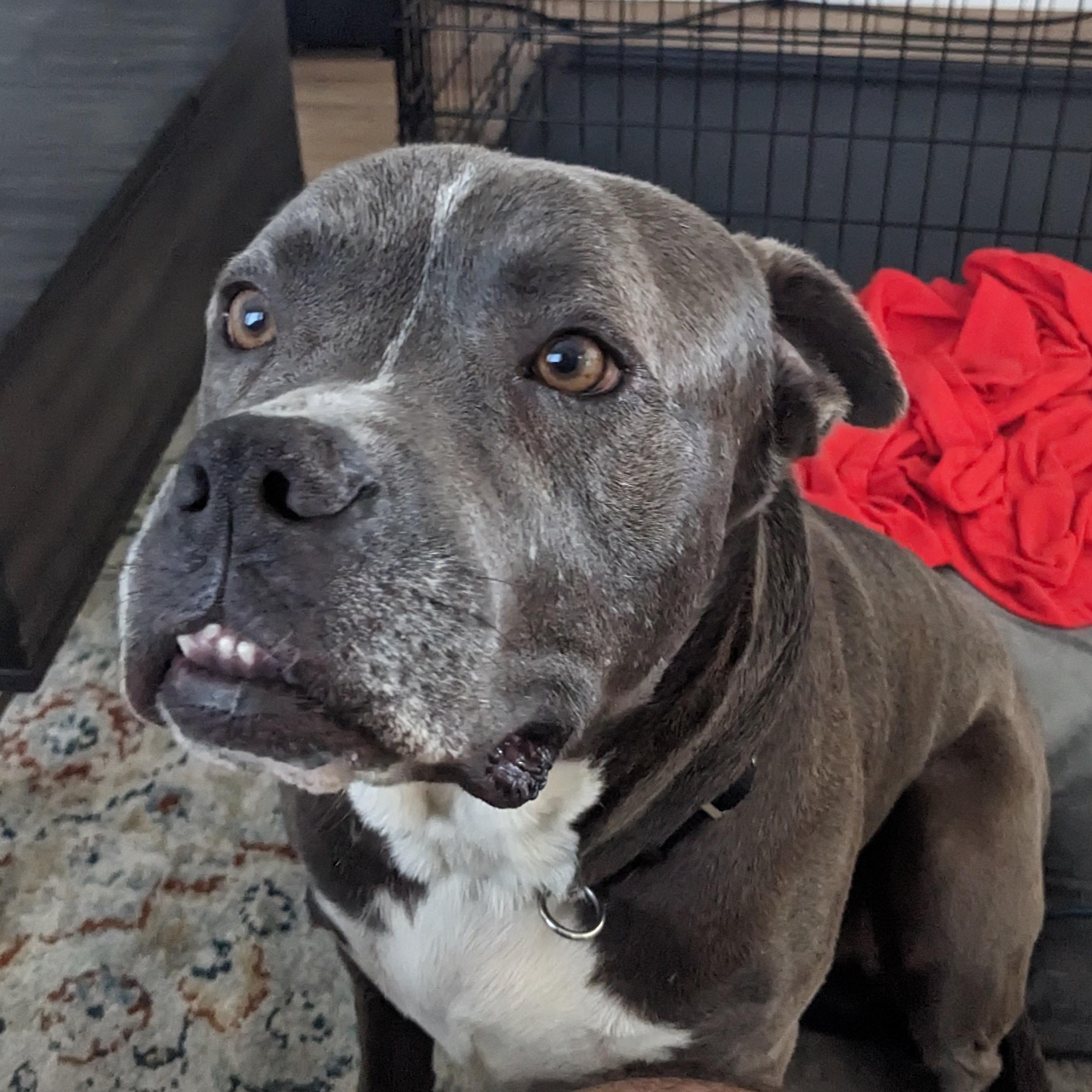 Enlarge Tyson, a Adoptable mixed breed in San Diego, CA image 4/6