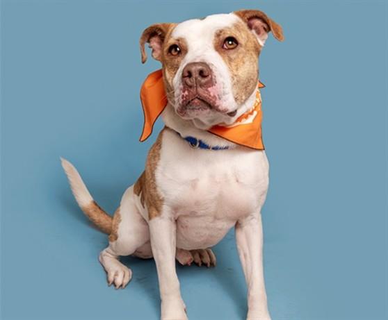 HUNTER, Adoptable, Young Male Pit Bull Terrier.