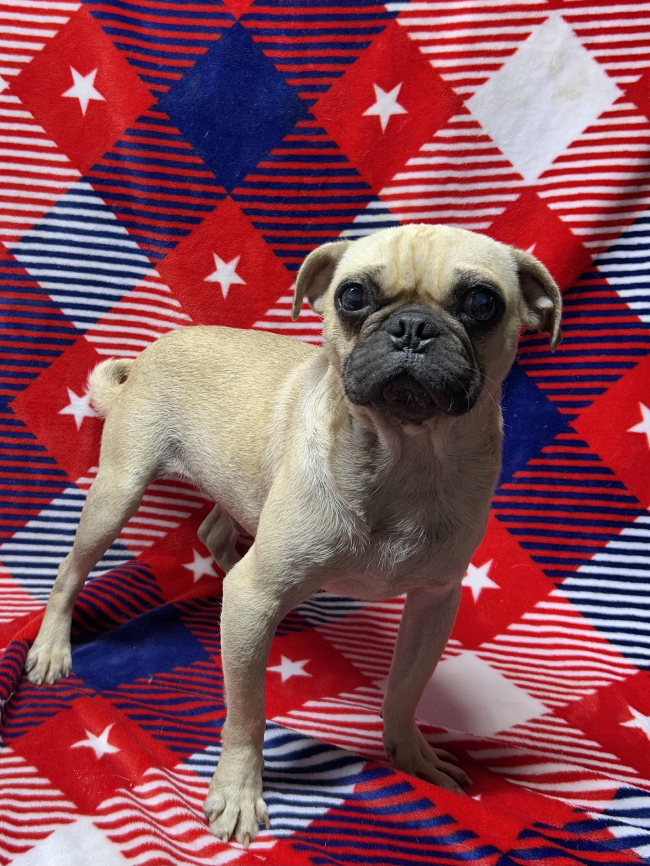 BUGSY, an adopted Pug in Elyria, OH image 3/3