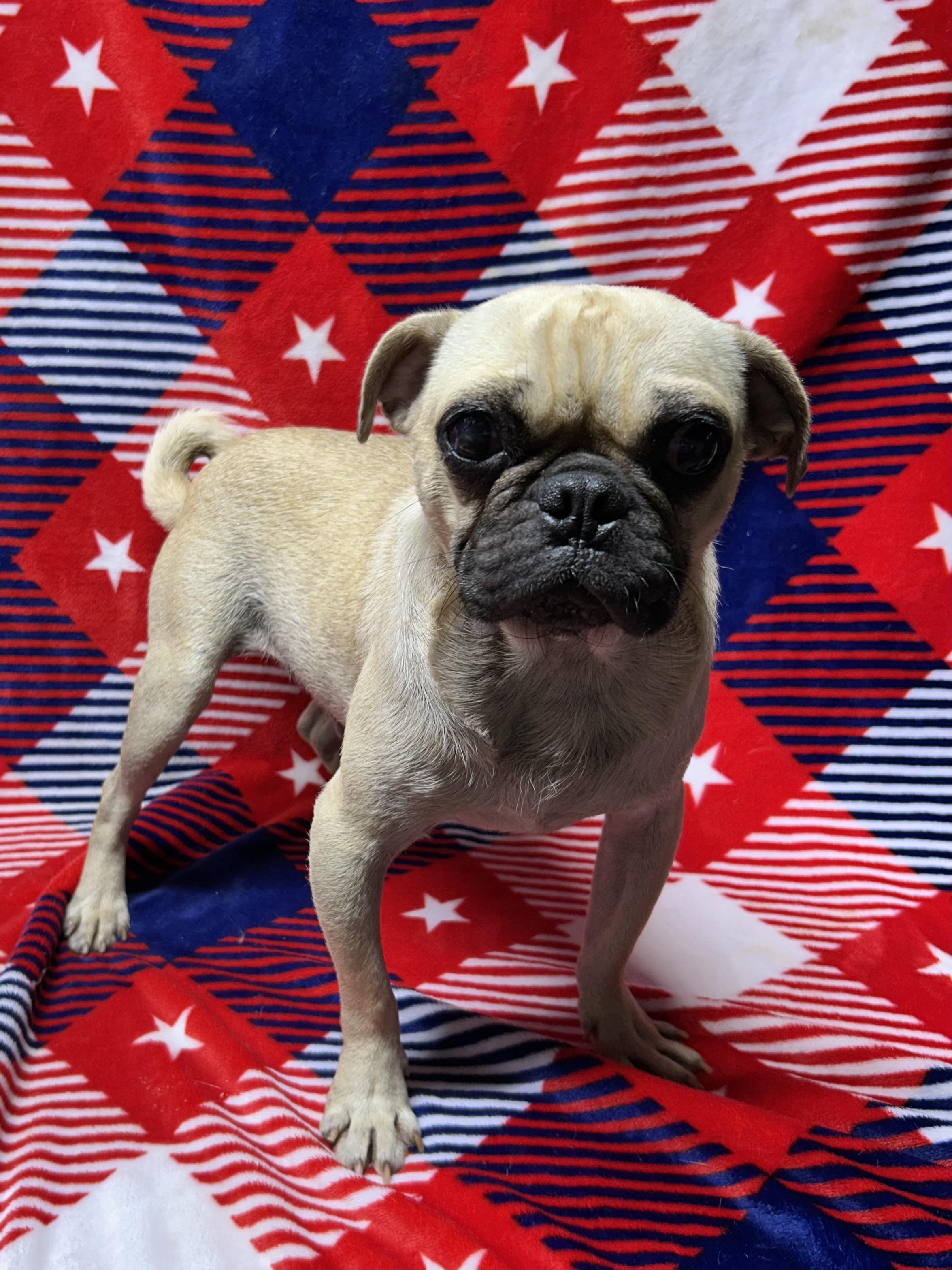 BUGSY, an adopted Pug in Elyria, OH image 2/3