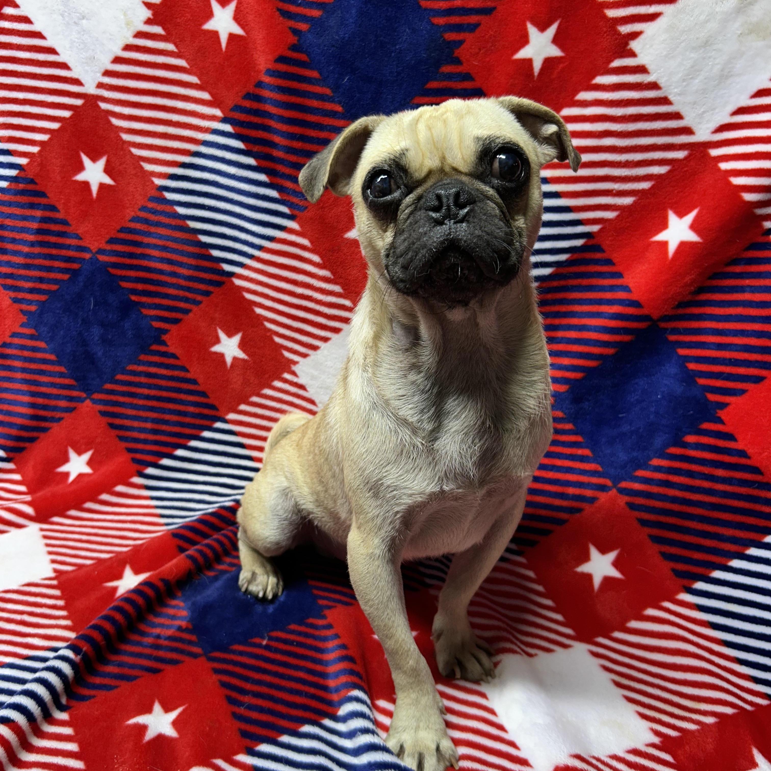 BUGSY, an adopted Pug in Elyria, OH image 1/3