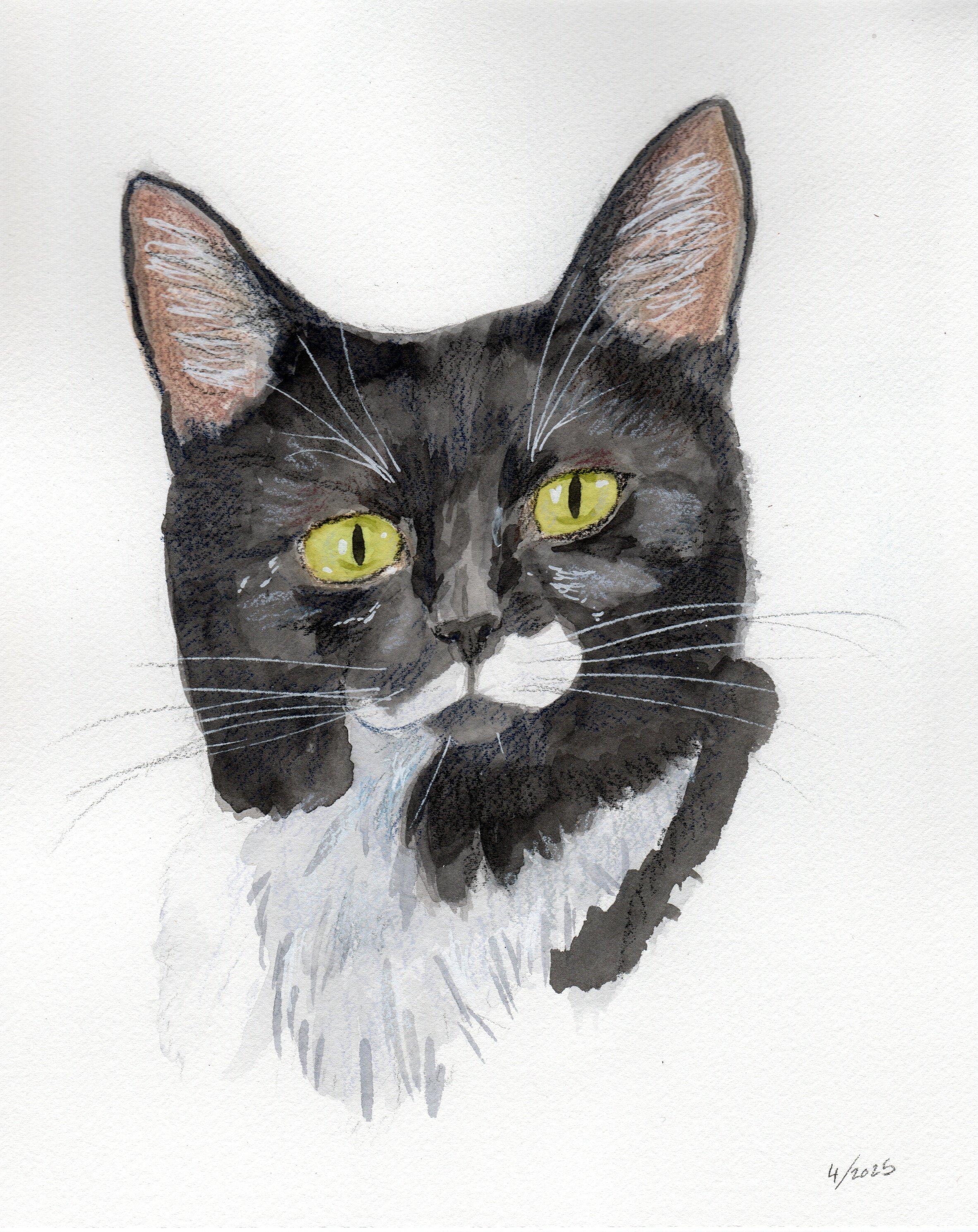 Shrek, Adoptable, Young Female Domestic Short Hair.