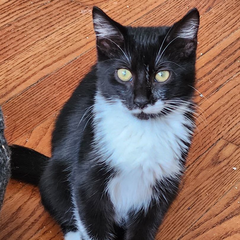 Shrek, a Adoptable Domestic Short Hair in New Cumberland, PA image 2/3