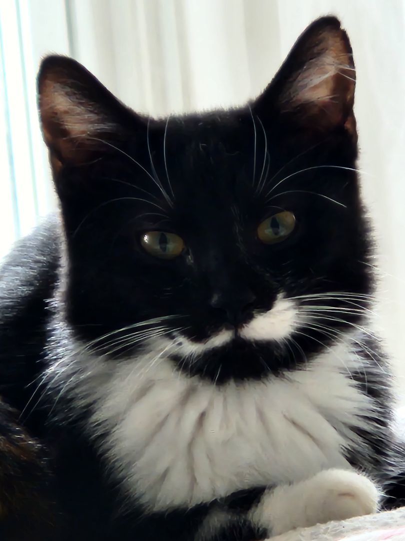 Shrek, Adoptable, Young Female Domestic Short Hair.