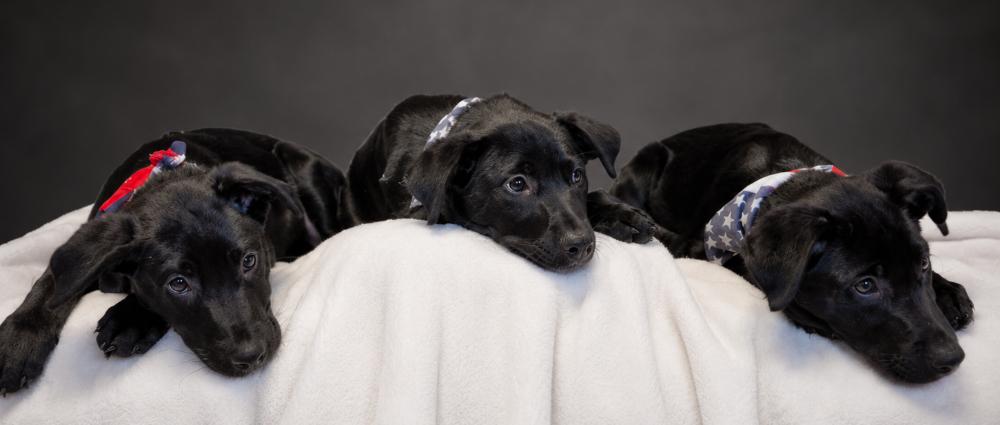 Puppies-- Edward, Prince and Hightide, a ADOPTABLE mixed breed in Cheboygan, MI image 3/5