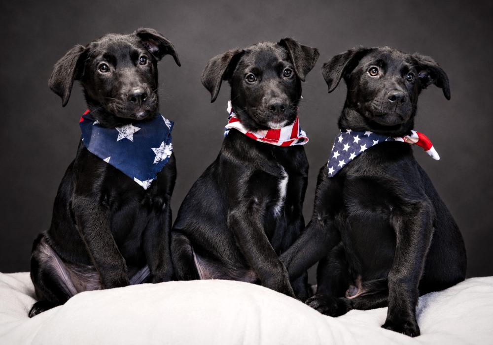 Puppies-- Edward, Prince and Hightide, ADOPTABLE, Young Male Black Labrador Retriever & German Shepherd Dog.