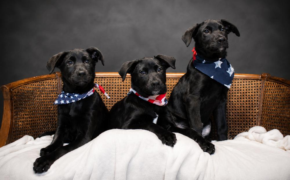 Puppies-- Edward, Prince and Hightide, a ADOPTABLE mixed breed in Cheboygan, MI image 5/5