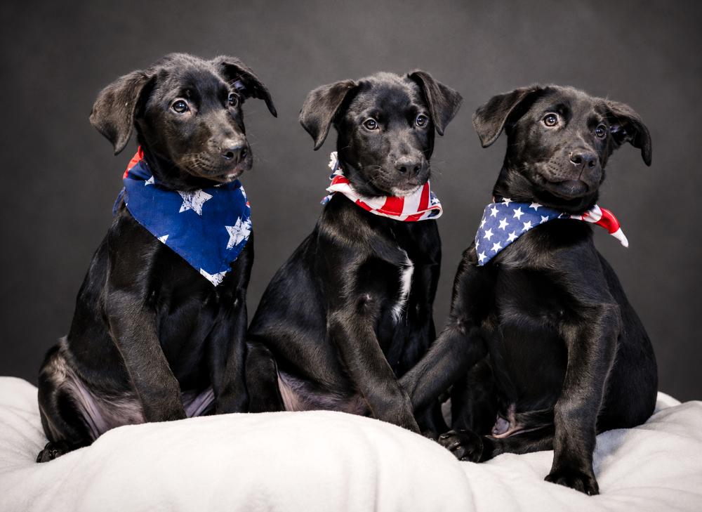 Puppies-- Edward, Prince and Hightide, a ADOPTABLE mixed breed in Cheboygan, MI image 2/5