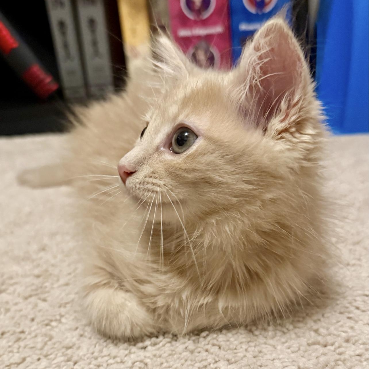 Enlarge Puff, an adopted Domestic Medium Hair in Lilburn, GA image 4/4