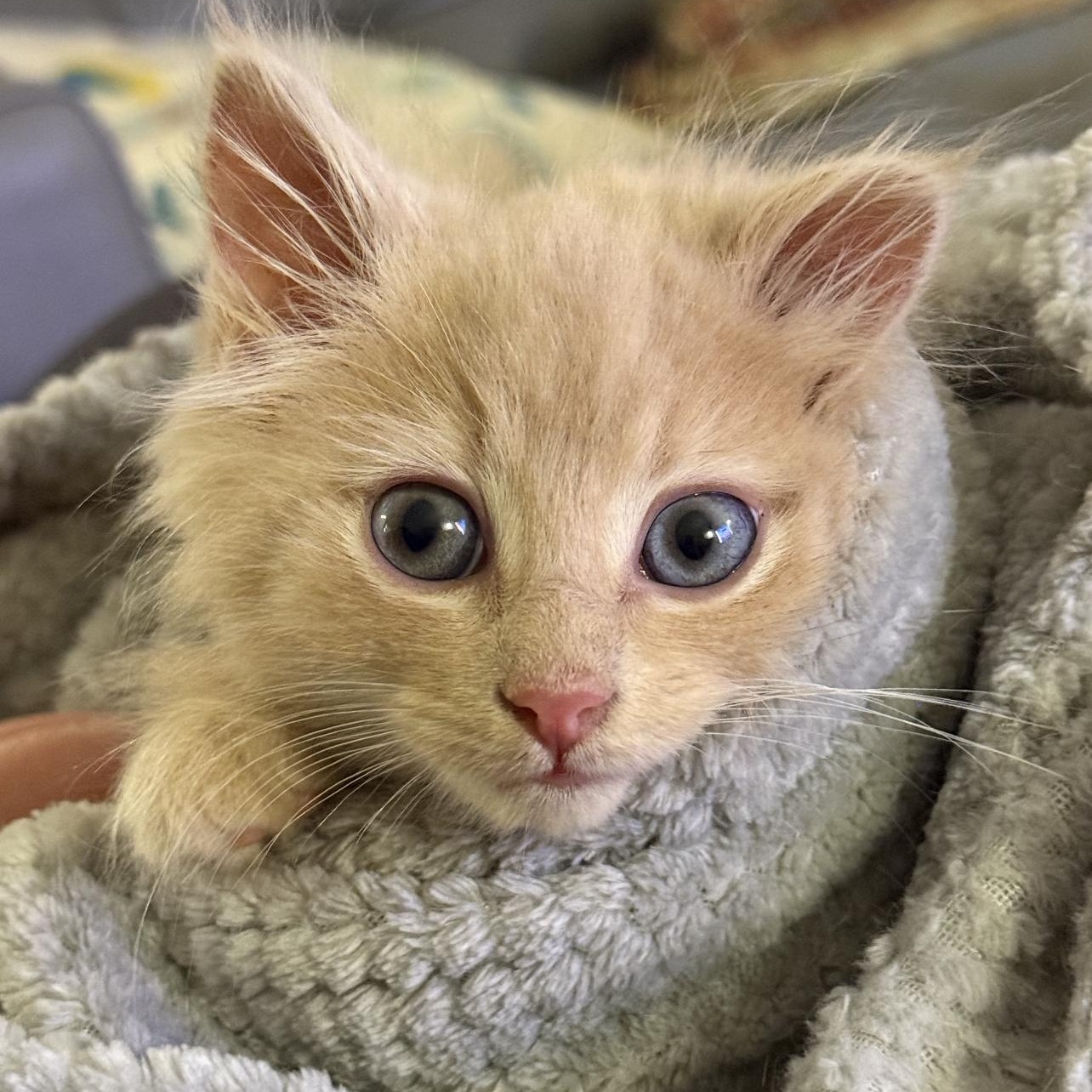 Puff, adopted, Kitten Male Domestic Medium Hair.