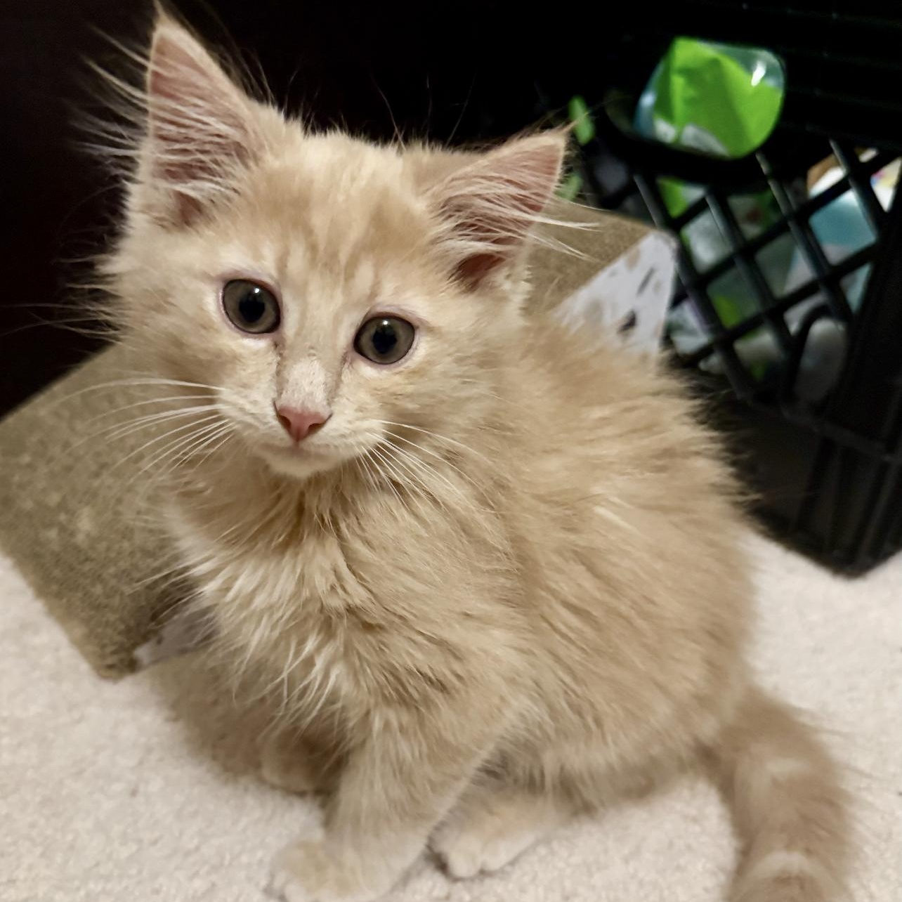 Enlarge Puff, an adopted Domestic Medium Hair in Lilburn, GA image 2/4