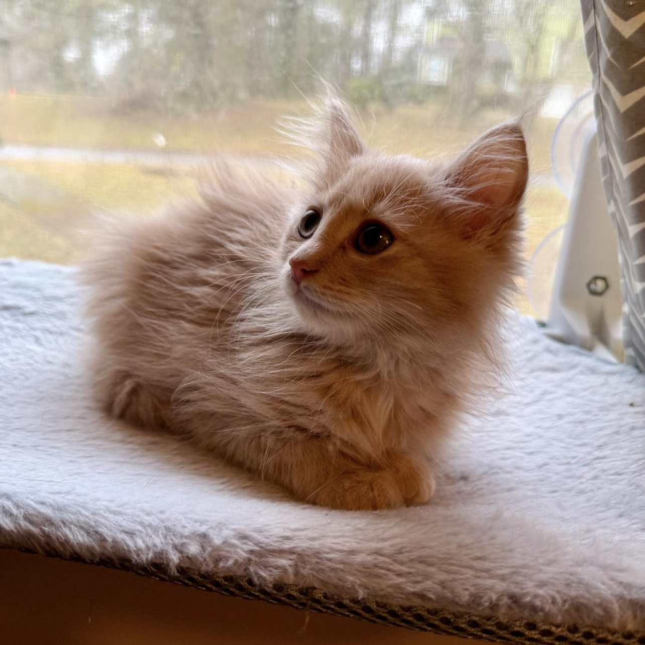 Enlarge Puff, an adopted Domestic Medium Hair in Lilburn, GA image 3/4