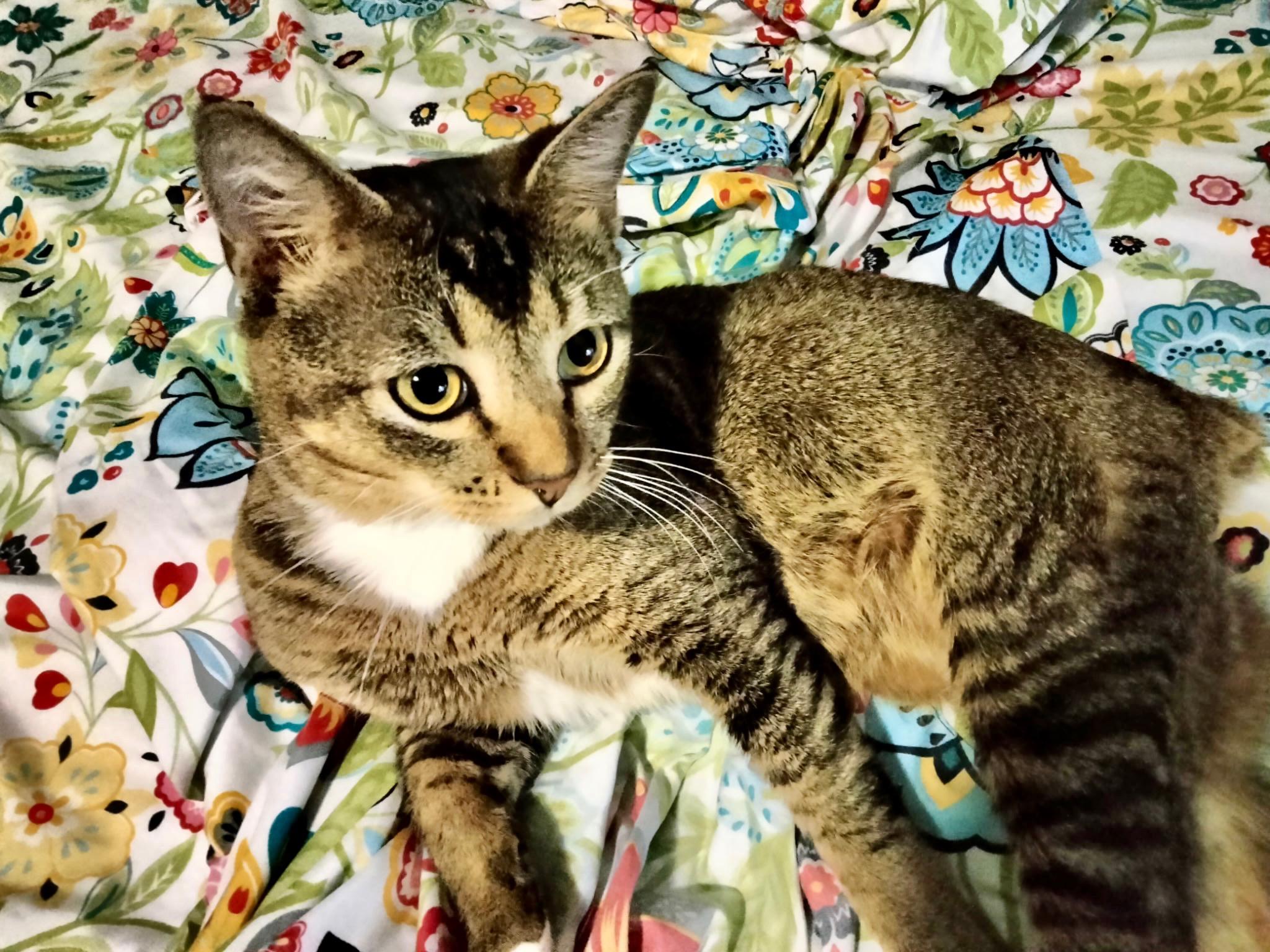 Bobby McGhee, a Adopted Domestic Short Hair in Montgomery, AL image 3/6