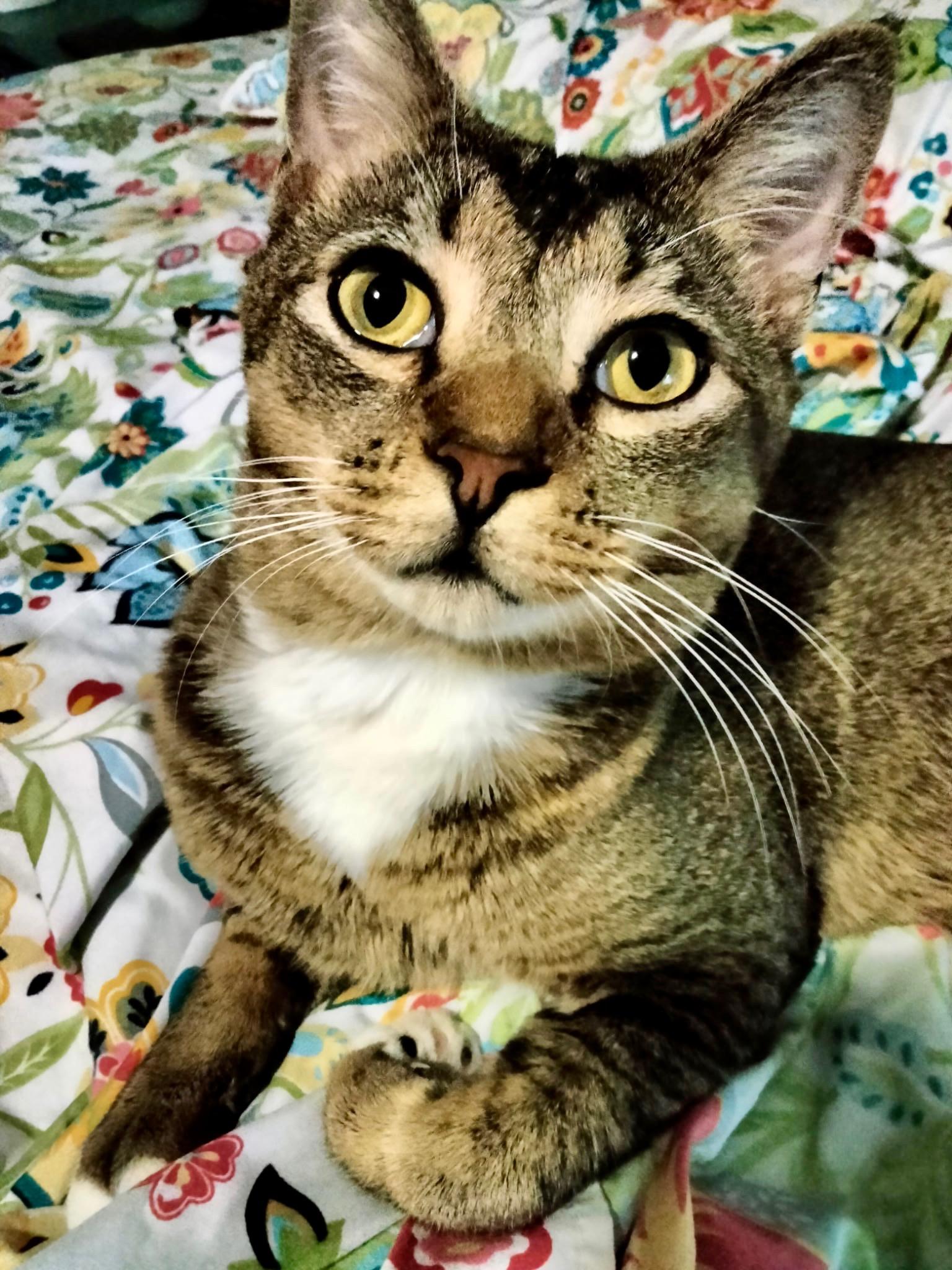 Bobby McGhee, Adopted, Adult Male Domestic Short Hair.