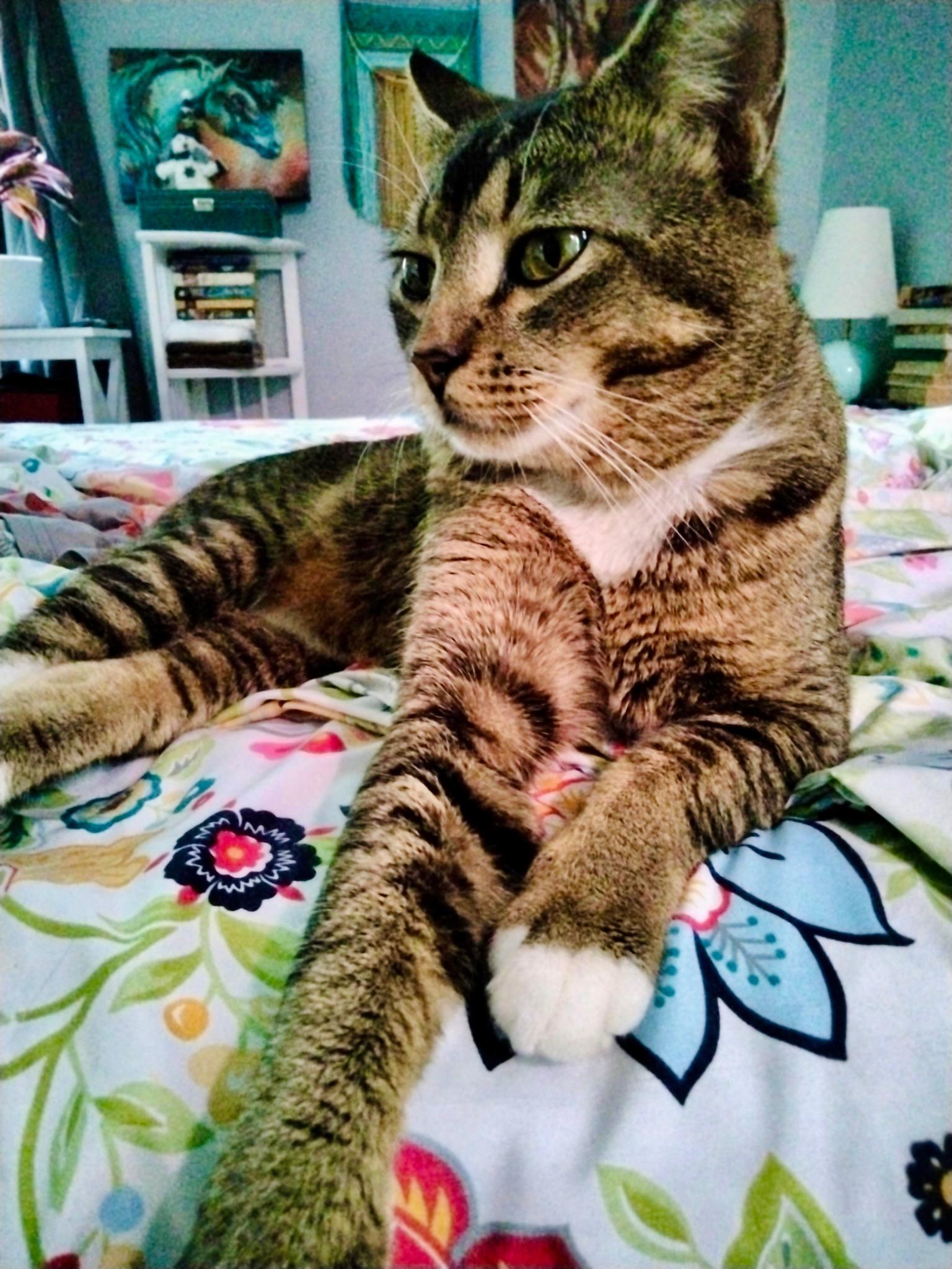 Bobby McGhee, a Adopted Domestic Short Hair in Montgomery, AL image 4/6