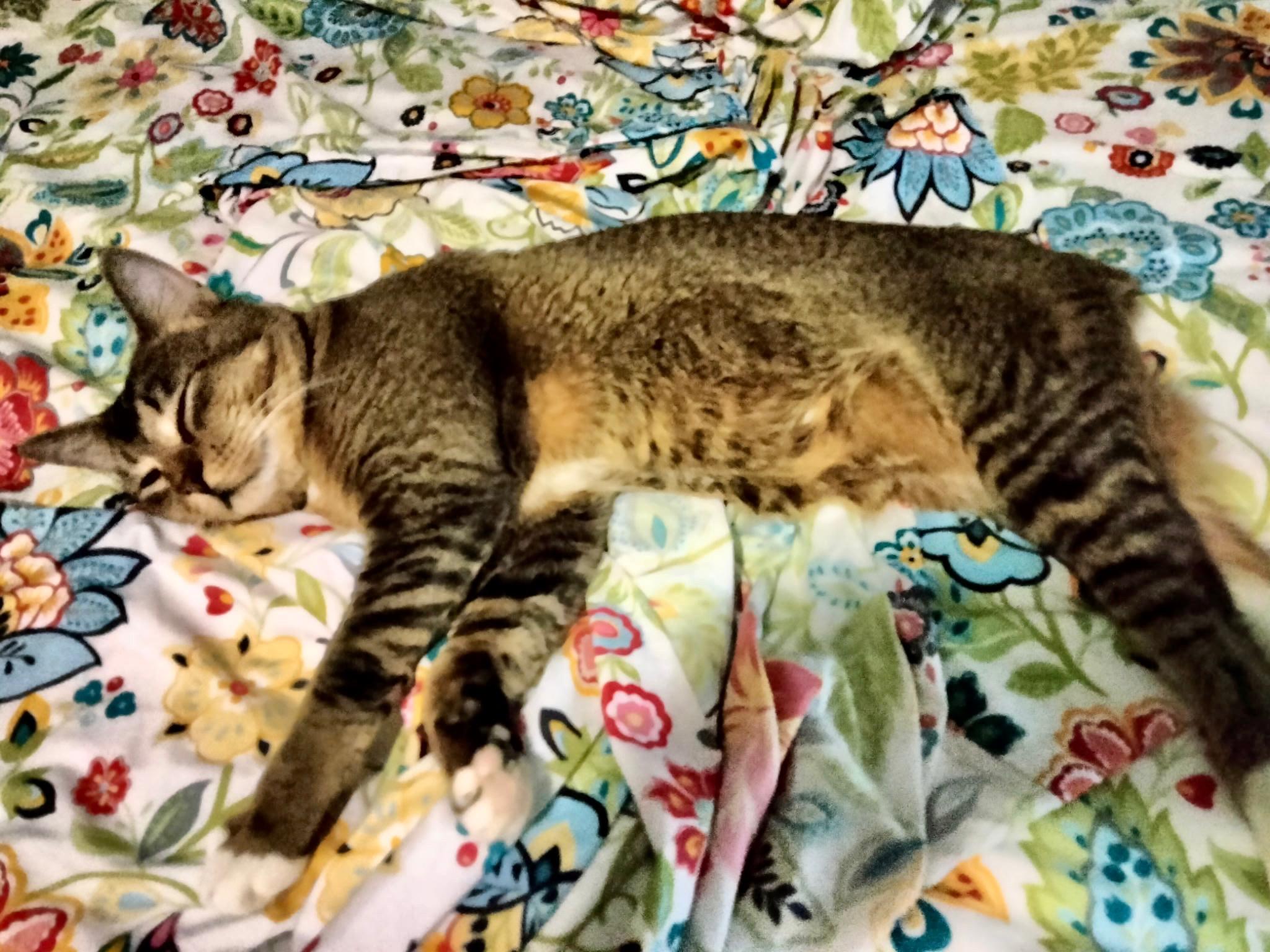 Bobby McGhee, a Adopted Domestic Short Hair in Montgomery, AL image 2/6