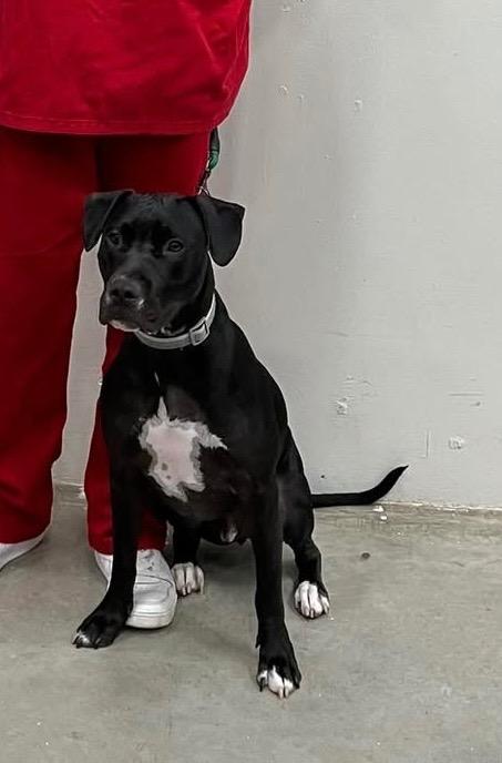 Blaze, Adoptable, Young Male Pit Bull Terrier & Mixed Breed.