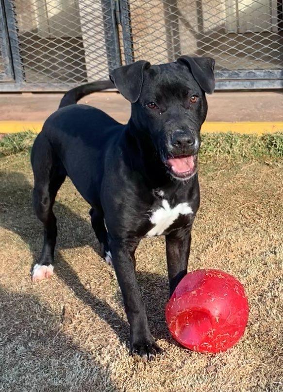 Enlarge Blaze, a Adoptable mixed breed in Tucumcari, NM image 2/3