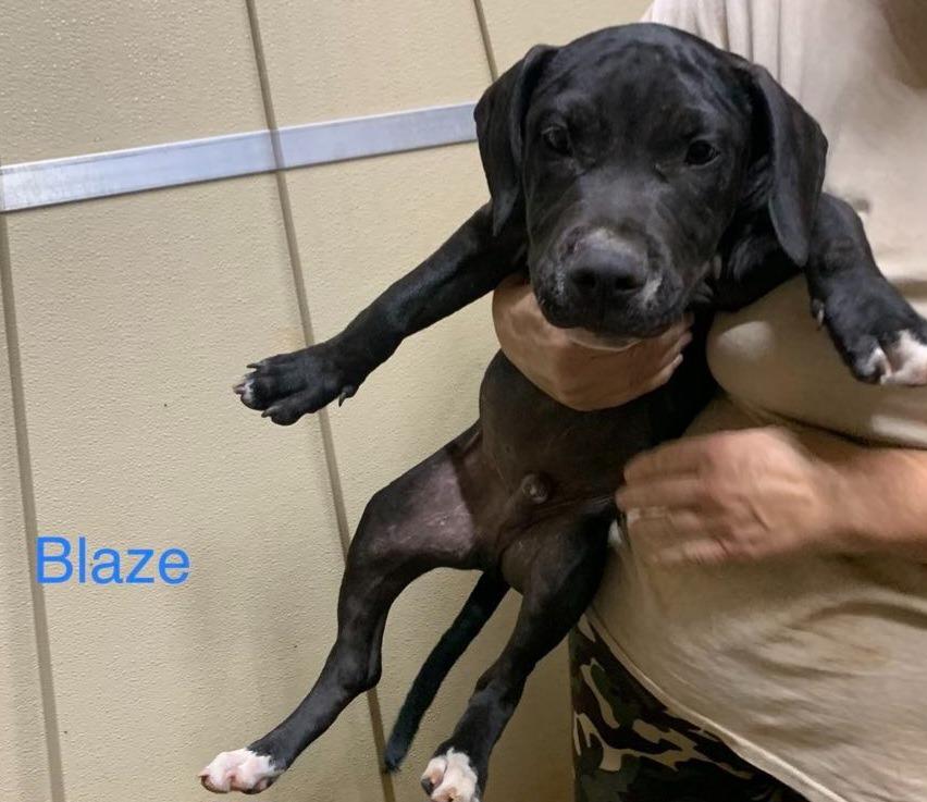 Enlarge Blaze, a Adoptable mixed breed in Tucumcari, NM image 3/3