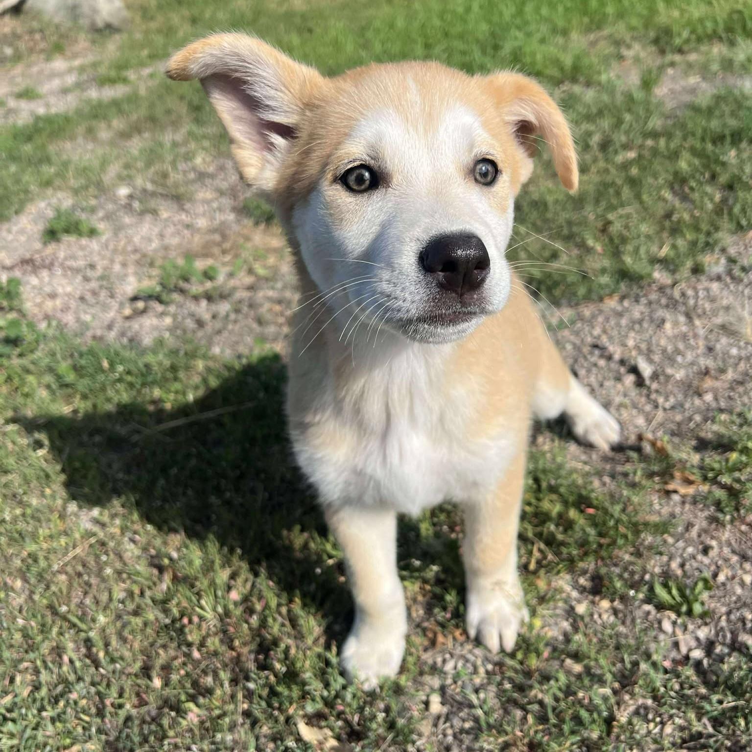 Enlarge Jackson, a Adoptable mixed breed in Grand Forks, ND image 1/2