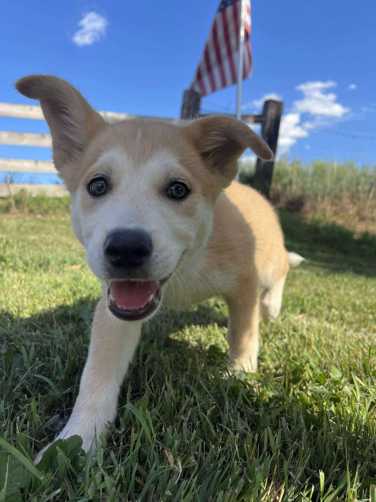 Enlarge Jackson, a Adoptable mixed breed in Grand Forks, ND image 2/2