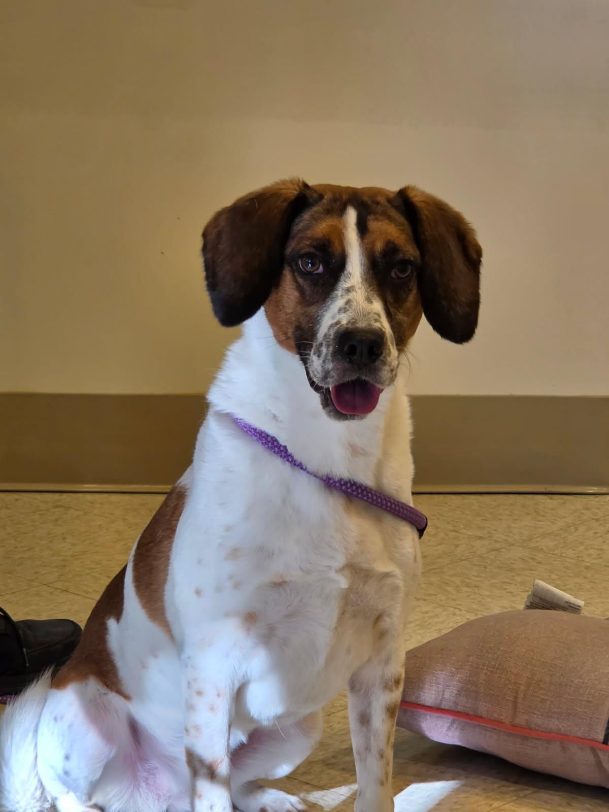 Enlarge Molly, a Adopted mixed breed in Bluffton, IN image 1/6
