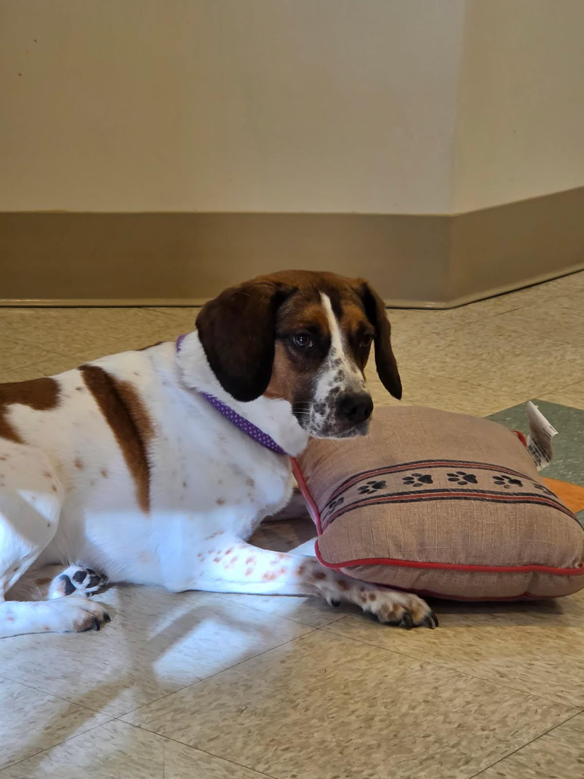 Enlarge Molly, a Adopted mixed breed in Bluffton, IN image 2/6
