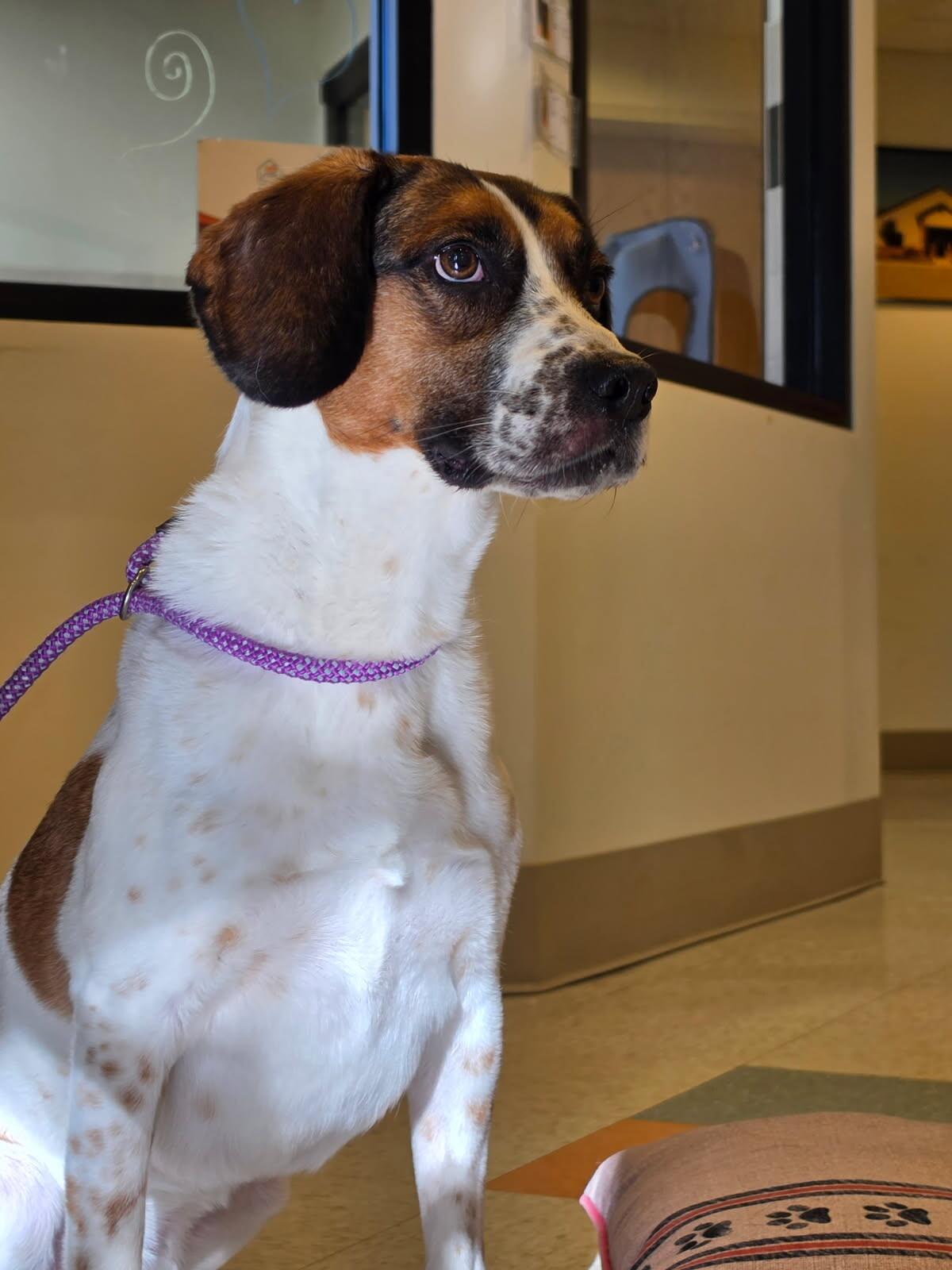 Enlarge Molly, a Adopted mixed breed in Bluffton, IN image 3/6
