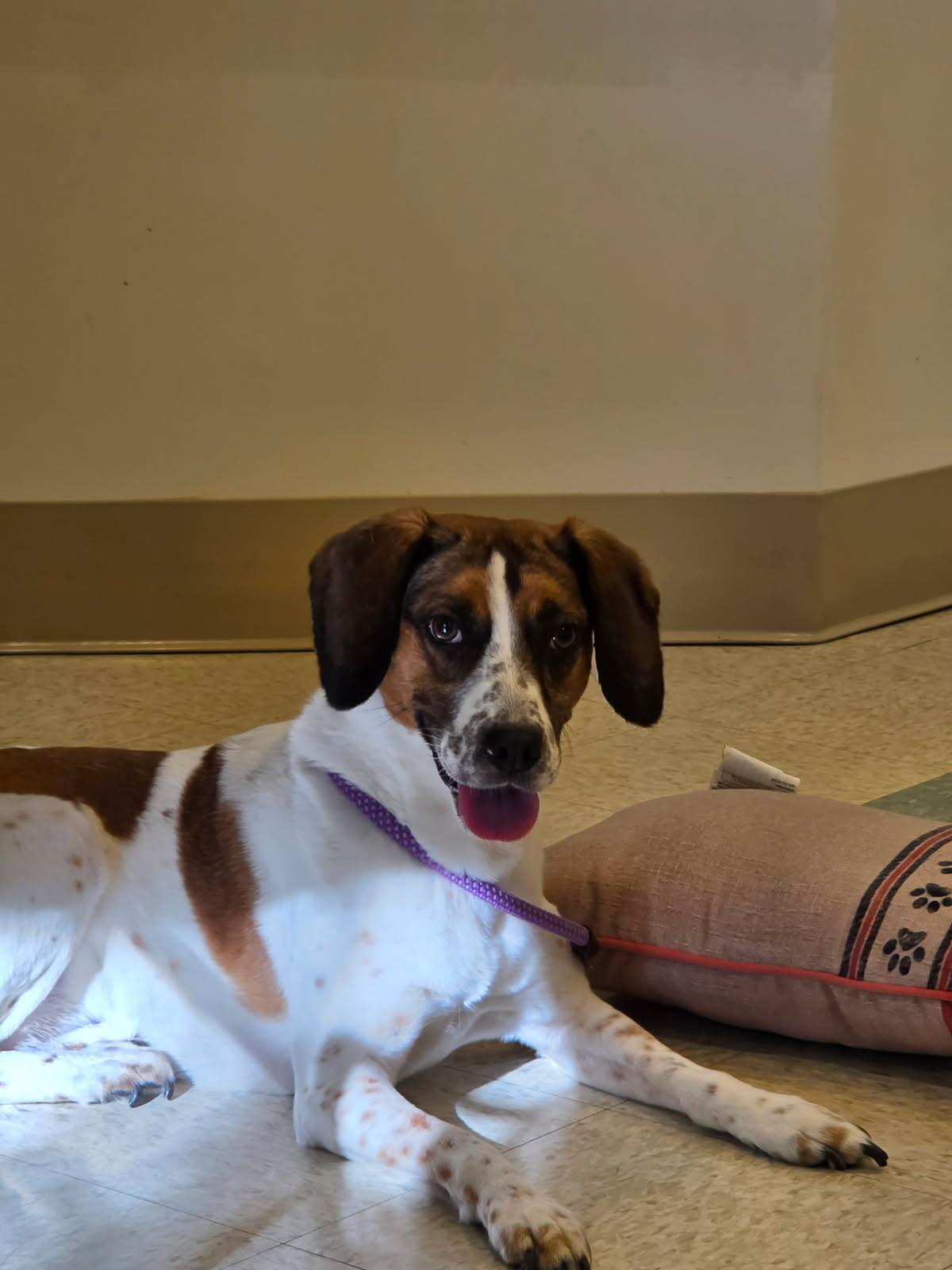 Enlarge Molly, a Adopted mixed breed in Bluffton, IN image 4/6