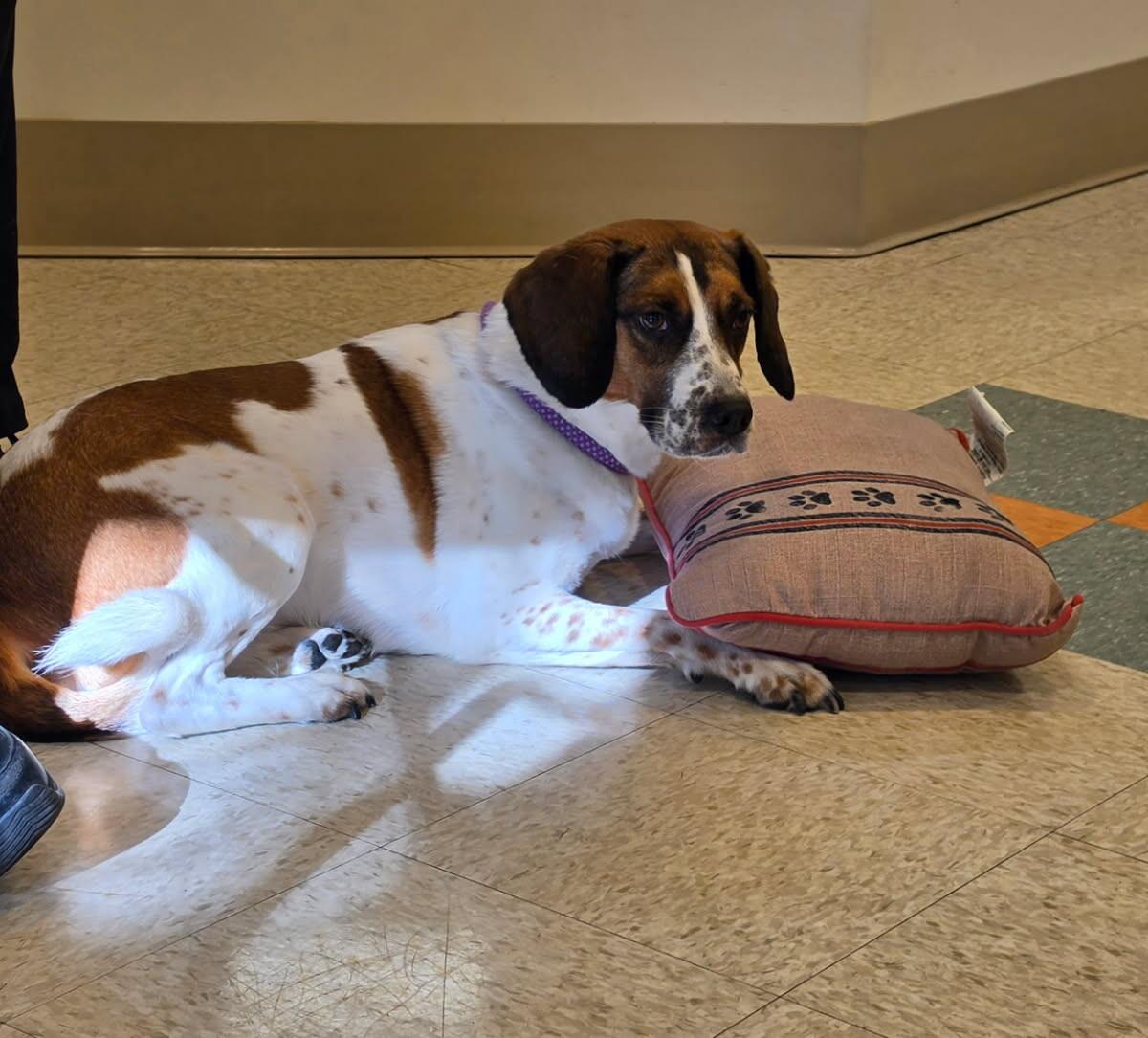 Enlarge Molly, a Adopted mixed breed in Bluffton, IN image 5/6