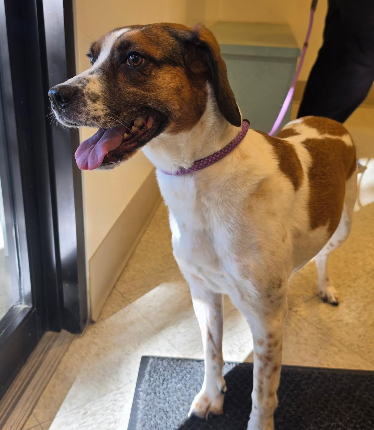 Enlarge Molly, a Adopted mixed breed in Bluffton, IN image 6/6