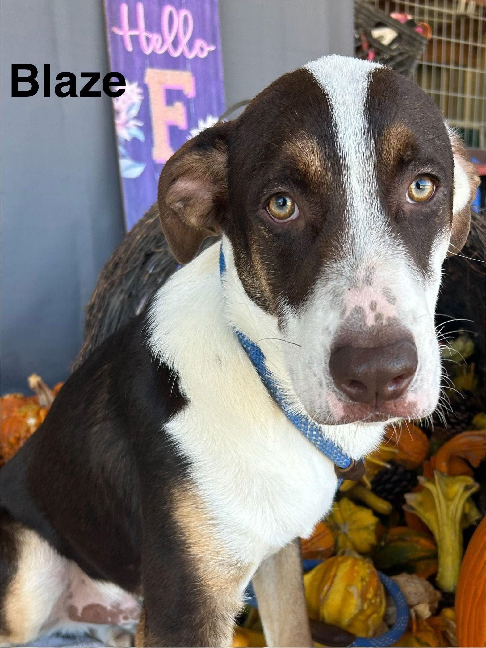 Blaze — thumbnail 2