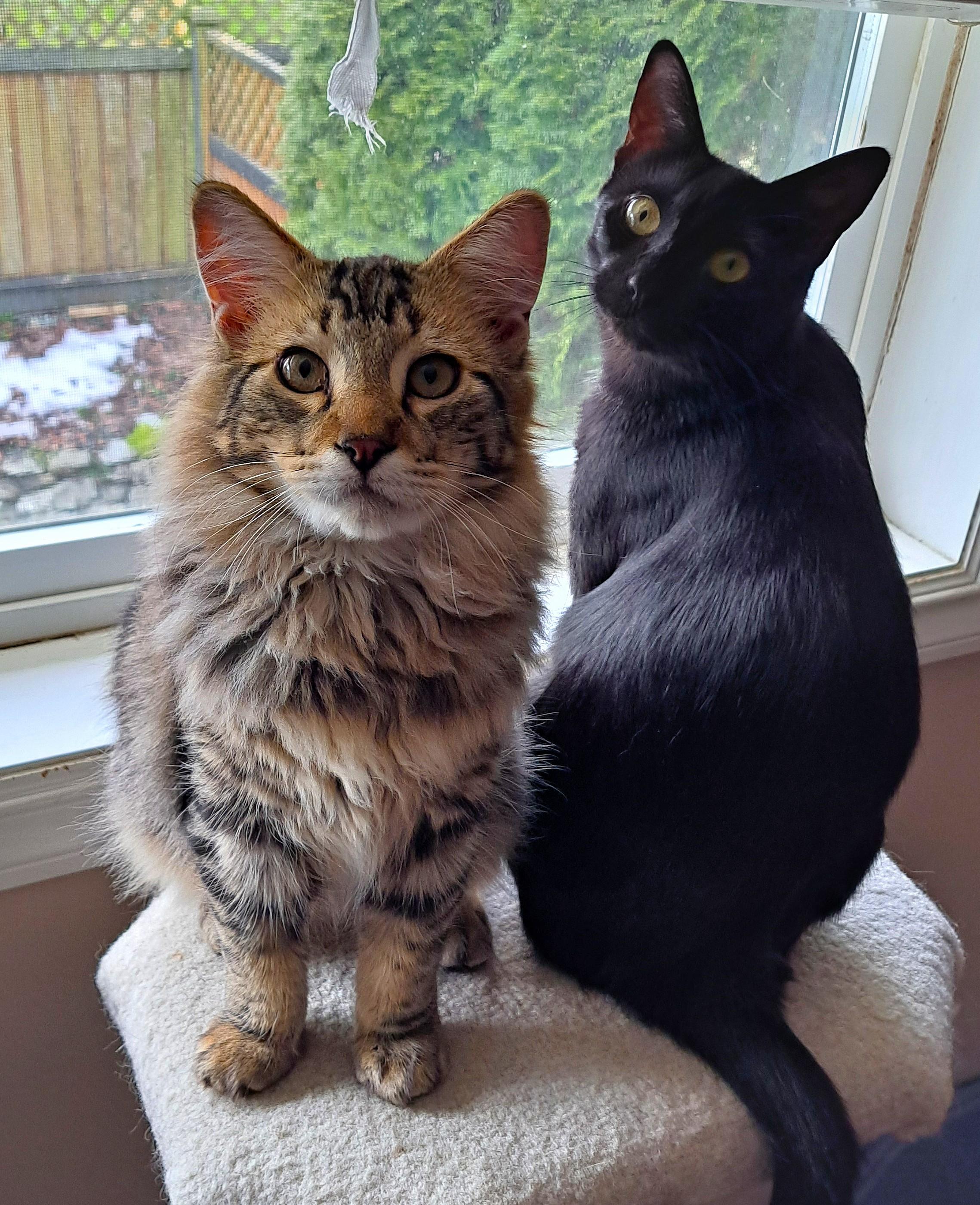 Queenie (Bonded to Kaiser), a Adoptable Domestic Short Hair in Saanichton, BC image 1/3