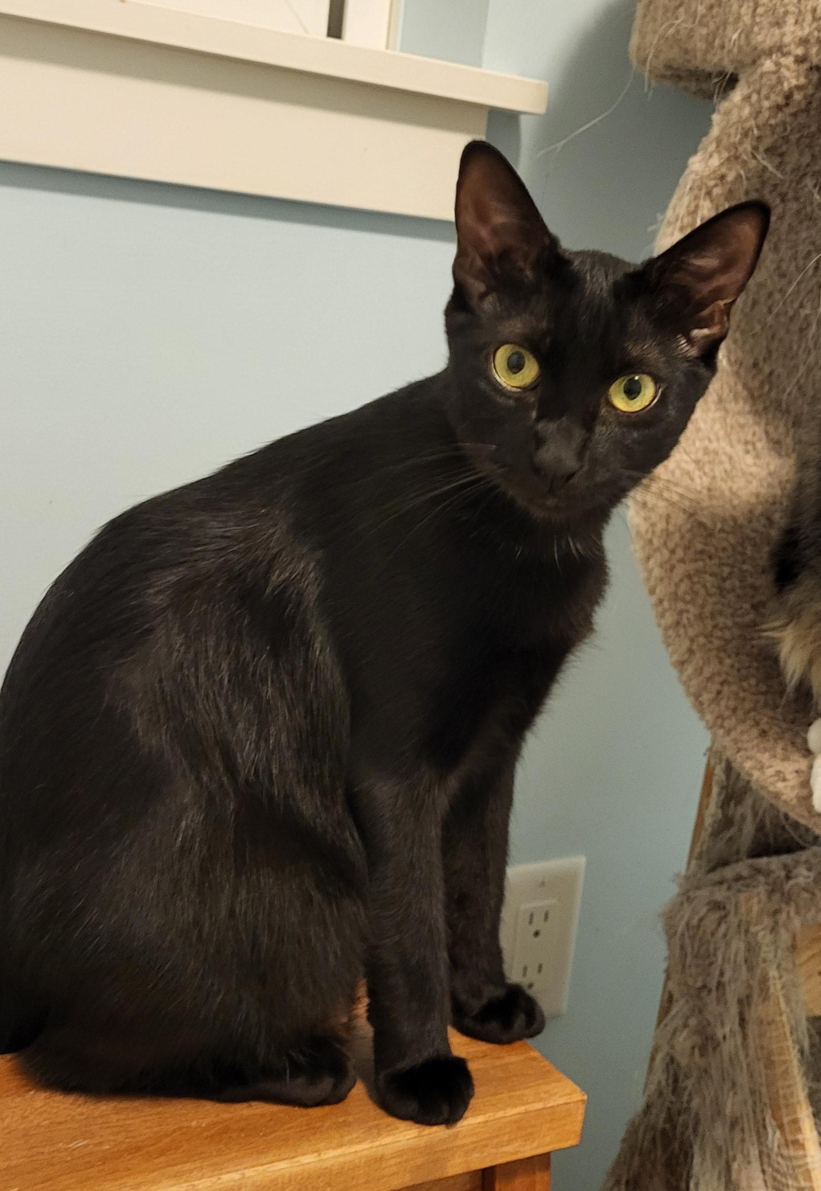 Queenie (Bonded to Kaiser), a Adoptable Domestic Short Hair in Saanichton, BC image 2/3