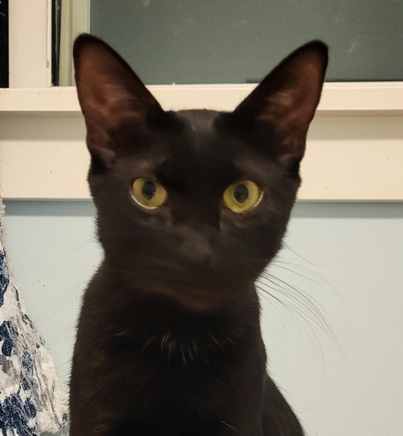 Queenie (Bonded to Kaiser), a Adoptable Domestic Short Hair in Saanichton, BC image 3/3