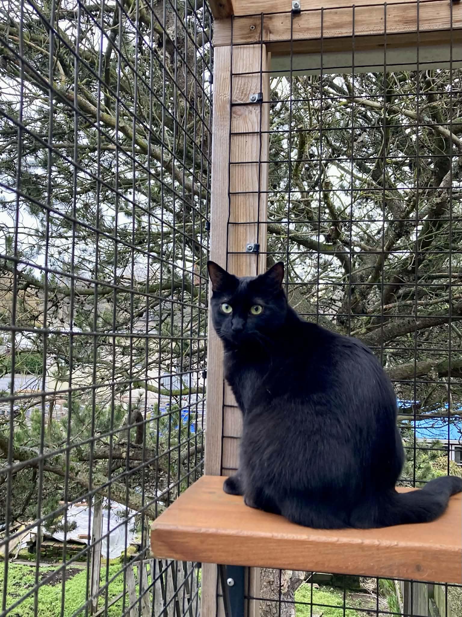 Queenie (Bonded to Kaiser), a Adoptable Domestic Short Hair in Saanichton, BC image 3/6