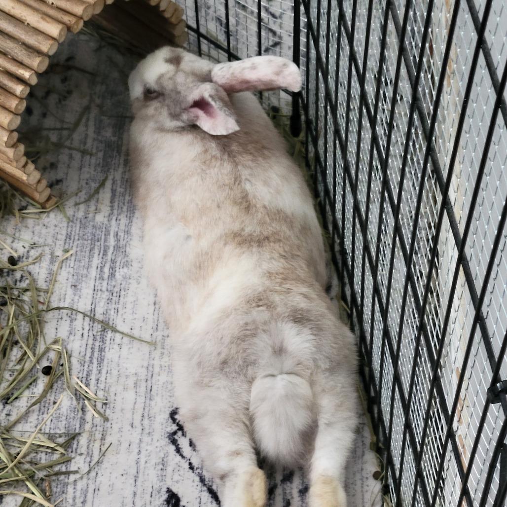 Tristan, a Adoptable Harlequin in The Woodlands, TX image 3/6