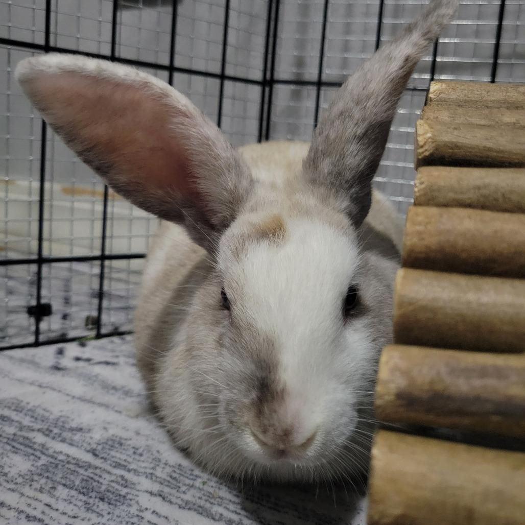 Tristan, a Adoptable Harlequin in The Woodlands, TX image 6/6