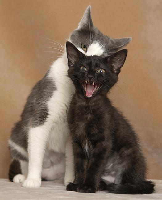 Ingrid and Rockwell, a ADOPTABLE Domestic Short Hair in Chicago, IL image 4/6