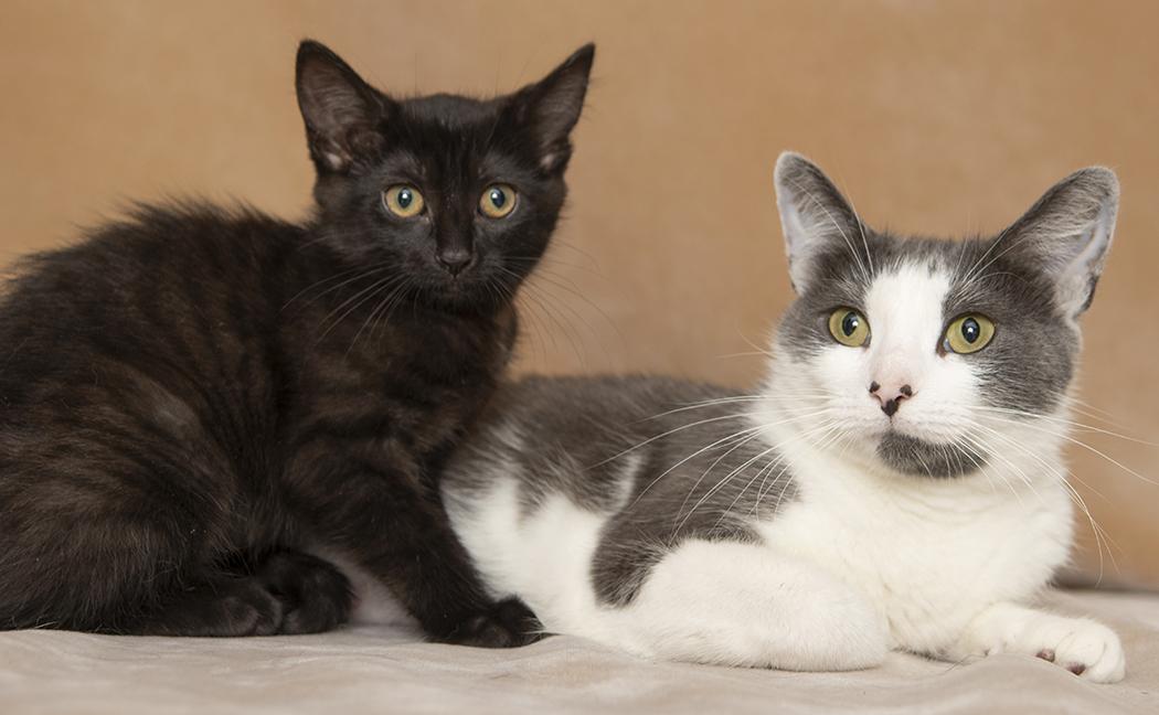 Ingrid and Rockwell, a ADOPTABLE Domestic Short Hair in Chicago, IL image 3/6