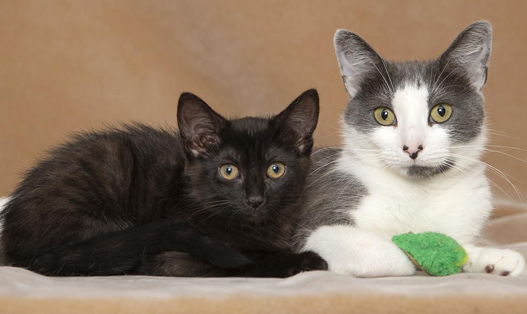 Ingrid and Rockwell, a ADOPTABLE Domestic Short Hair in Chicago, IL image 6/6
