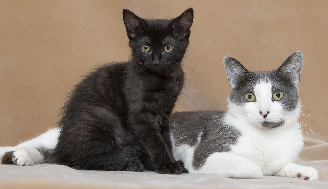 Ingrid and Rockwell, a ADOPTABLE Domestic Short Hair in Chicago, IL image 5/6