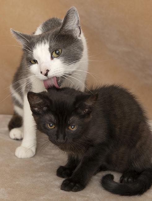 Ingrid and Rockwell, ADOPTABLE, Kitten Female Domestic Short Hair.