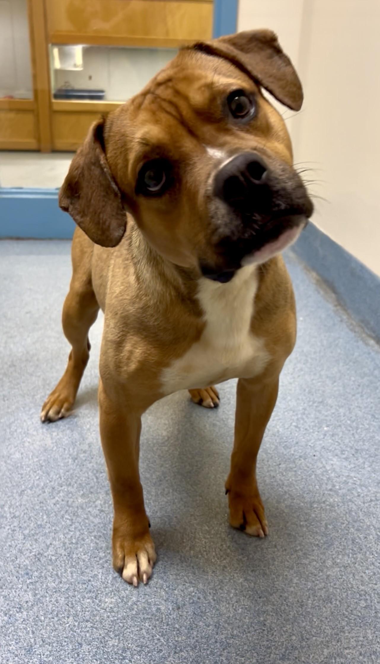 Desmond — thumbnail 2